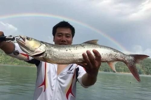 人称“水中老虎”,鱼中的害群之马,肉质鲜美,5000块只能买90斤