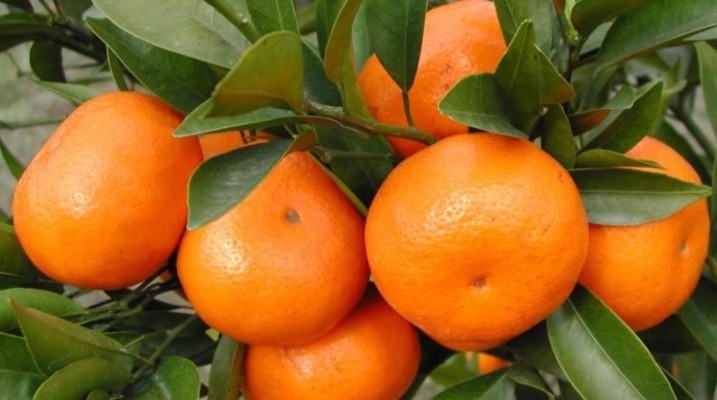 滋养|想要长寿,适合吃的食物,保肝补肾,刮油甩脂,滋养女性子宫