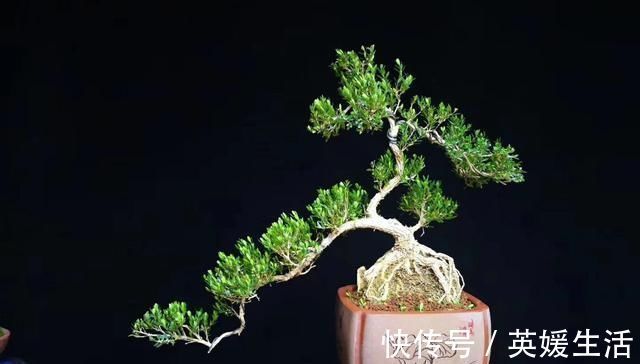 “盆景”如何修剪不同树种,不同时期我们都要做什么