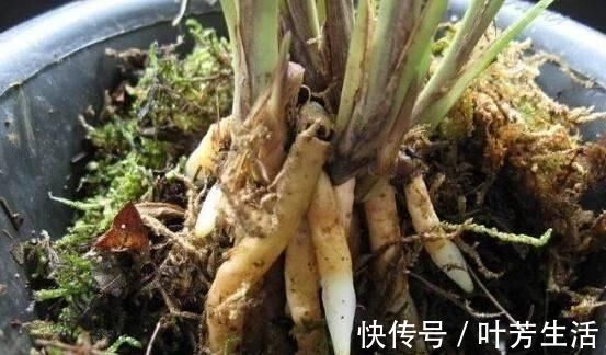根系|花盆里埋点“它”，不烂根，不黄叶，杀菌消毒还透气，根壮花还旺