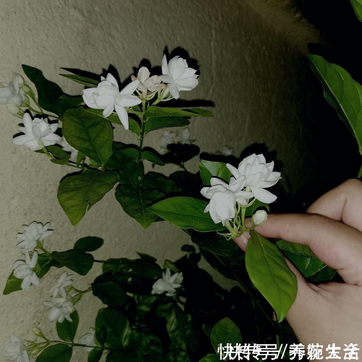 茉莉花|茉莉黄叶落叶怎么办?教你轻松养茉莉,重新繁茂