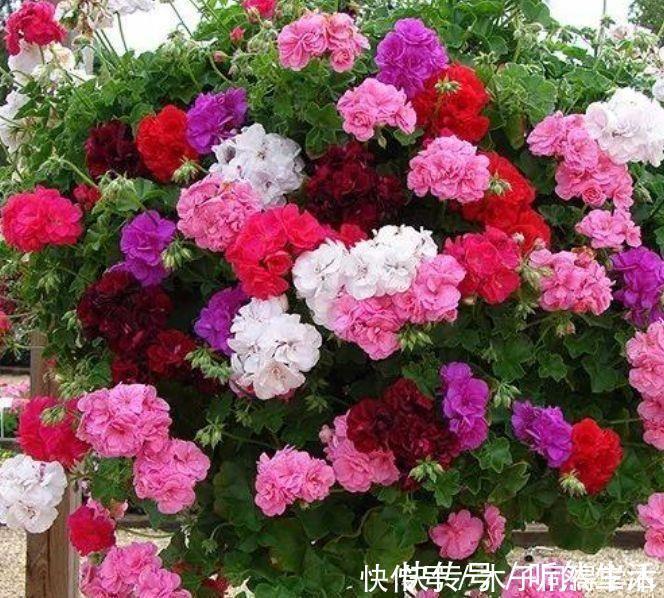 阳台|聪明人都养4种花，一年花期多，阳台变成小花园