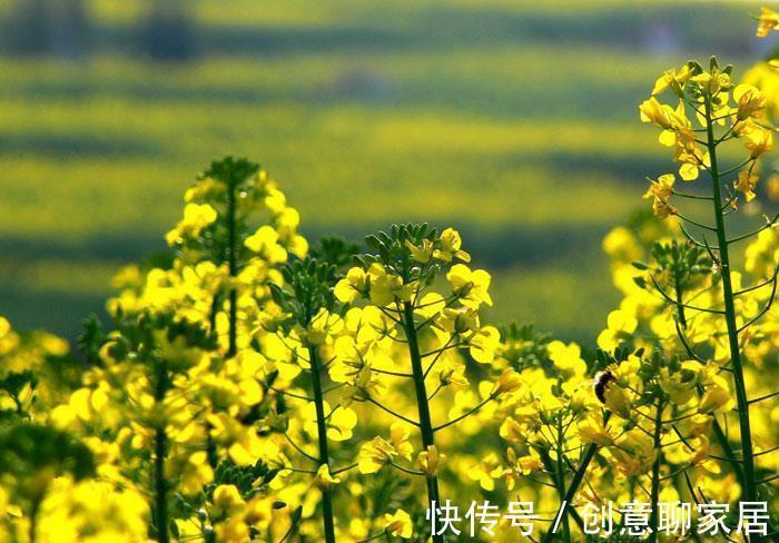 从8月11日开始,家养此款花卉,开花幽香暗淡,花型圆滚惹人爱