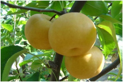 黑发|一头黑发不是梦。买两样水果加下工,白发怕它不再露头