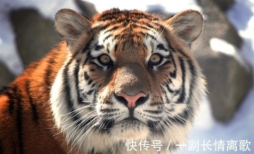 喜事|下半年顺利,下半年胜利,下半年有靠山,3生肖喜事成双来