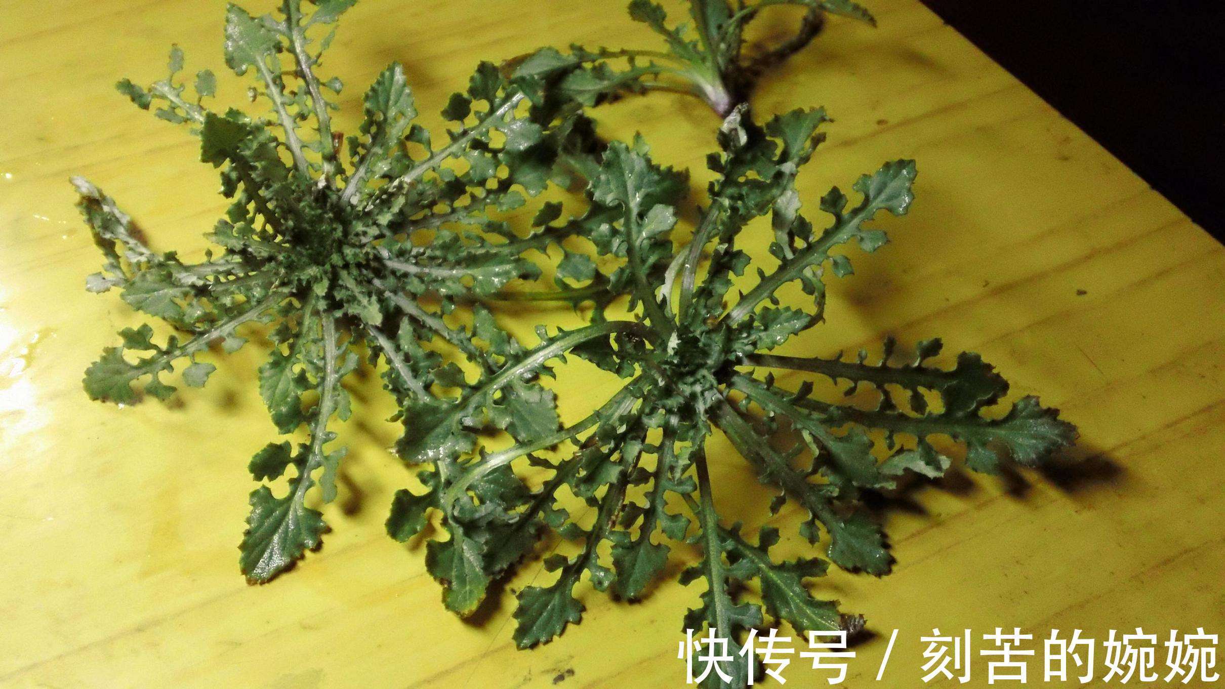 荠菜|常吃这6种野菜,不仅营养丰富、美容养颜,还能增强体质抗衰老