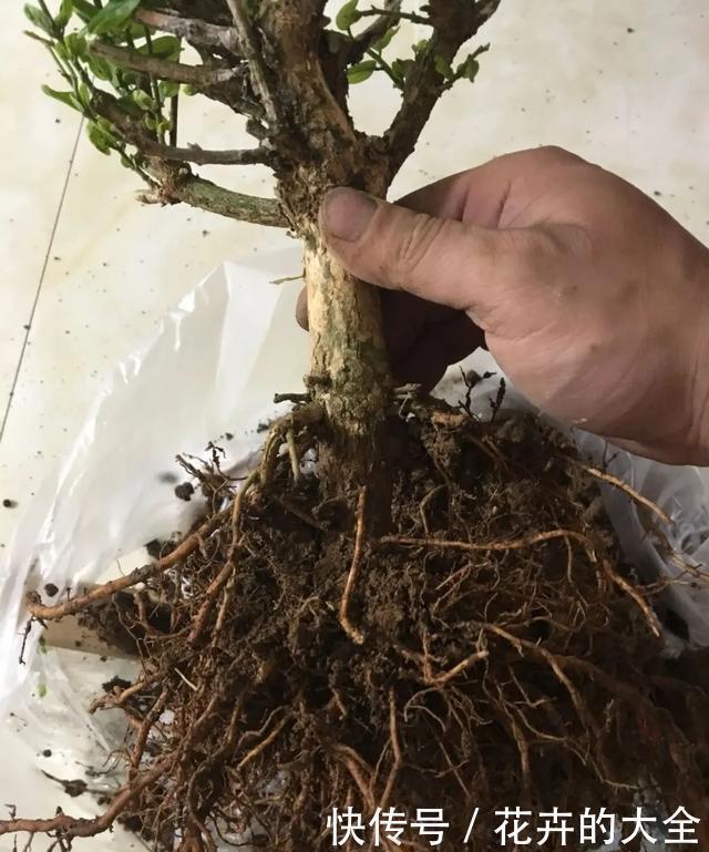 嫁接|3种花养在小盆里,2年变老桩,茎干粗壮开花香,1次能开50朵