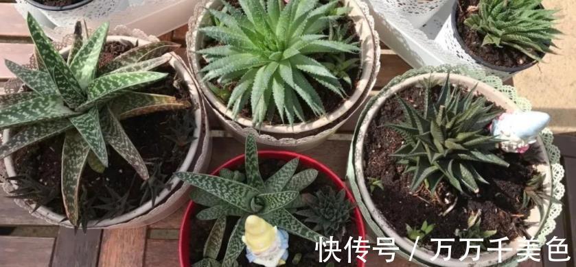 海虎兰|养芦荟选好品种,颜值高易打理,第3款最适合美容护肤