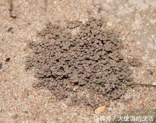 养花|养花别再买营养土,盆里掺1把“废料”,土壤疏松透气,花开不停