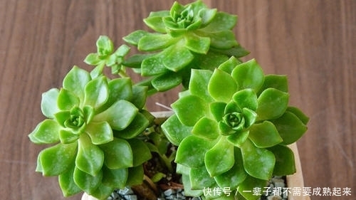 多肉蒂亚穿裙子长得丑?做好这件事,由绿变红,养成小老桩!