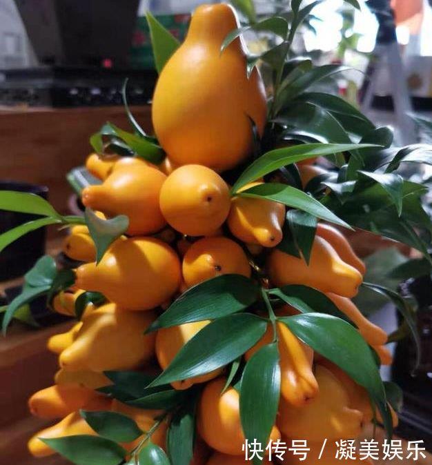 家养这些植物,阳台开出花海,花色繁多易爆盆,娇艳欲滴