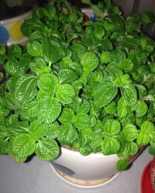 “烟味”的天敌来了,1种植物养在家里,是吸烟人士的福音