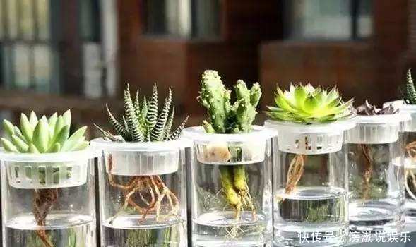 养护|多肉怕水其实错了！5个科属的多肉“水培”以后，会长得更好