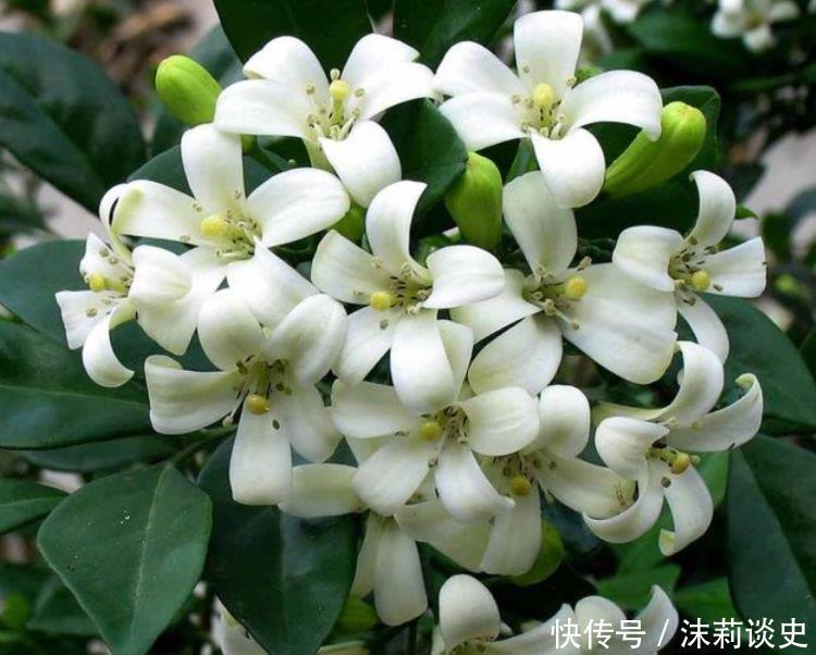 夏天养花,不妨养这四款花,一年四季花开不停,开花量大