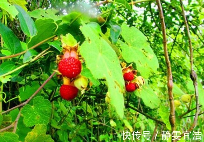 农村|农村山上这五大天然野果,吃过三种我服了,能全部说出名字算你狠