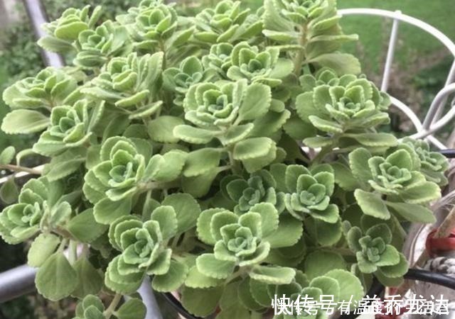 客厅异味重不用喷香水,放上“1种花”,一整年有“香气”,值!
