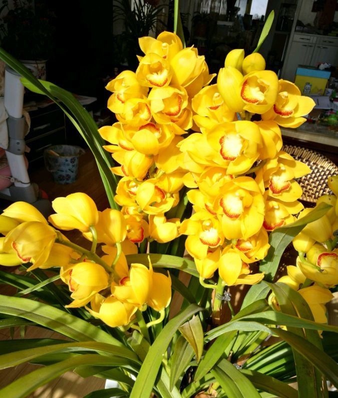 黄金万两|喜欢三角梅,不如养盆“精品”柠檬黄三角梅,金光灿灿,开花爆盆