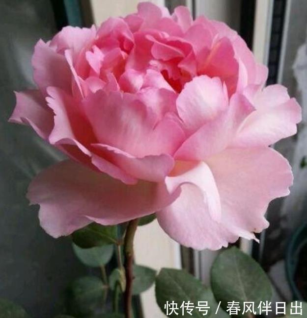 4种花看一眼就难忘,楚楚动人,花期超长,给你一片花海!