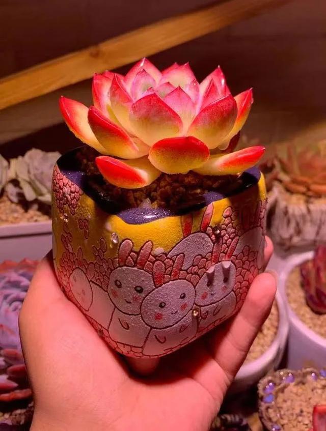 所爱隔山海,山海皆可平!多肉不只露养好看,灯光下的多肉也精彩