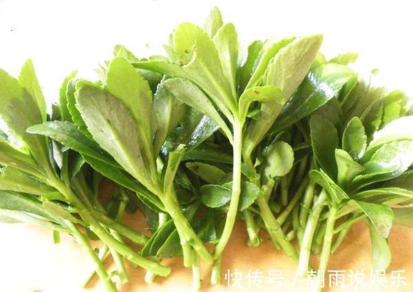 中华本草|农村有种蚊子菜，种一次吃10年，因为功效，很珍贵，你认识吗