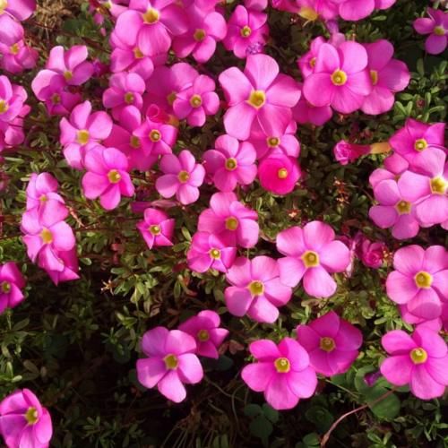 一年生一窝的5种花，越养越多，养它们不花钱还能赚钱！