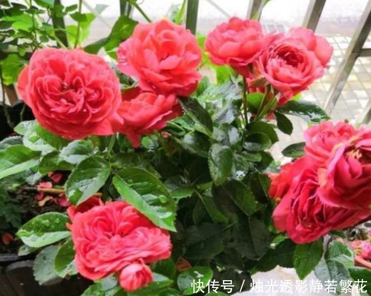 3种花养家里,个个美出状态,花朵迷人,阵阵花香,花朵大