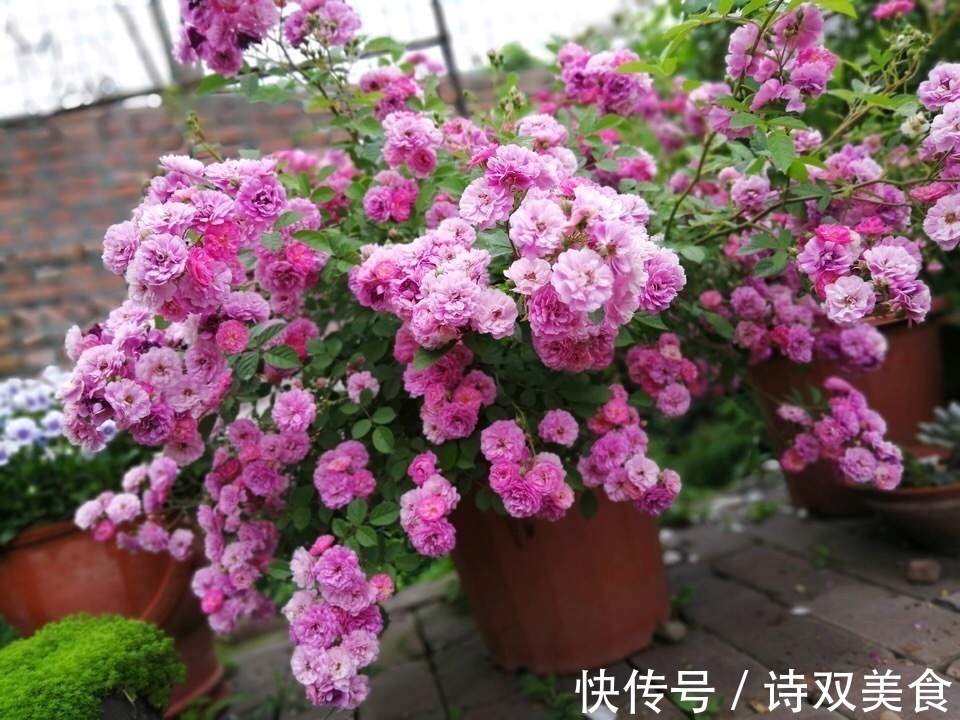 浇水|养花就怕“生虫子”,平时浇水加点“它”,杀菌灭虫,放心养花