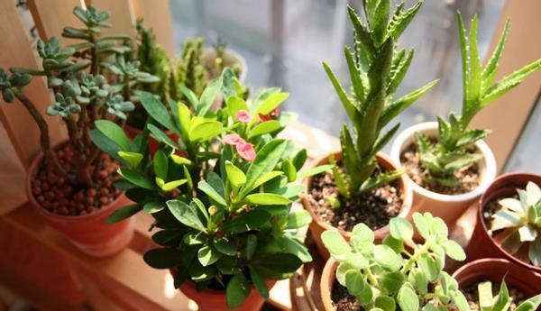 养花该不该换盆，期间又该注意哪些事项？你学会了没？