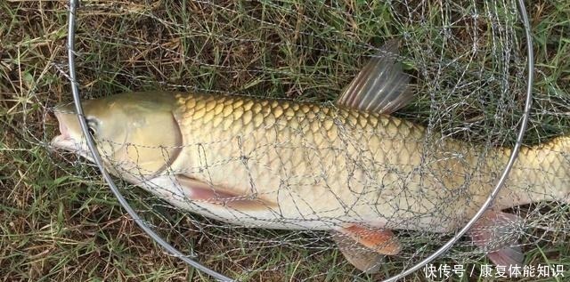 小鱼闹窝并不是坏事,明白这几点,再也不怕小鱼闹!