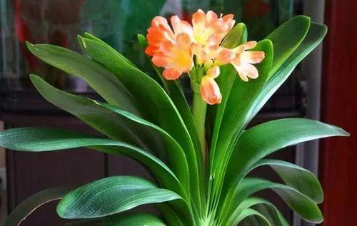 挑选栽培君子兰，教你几个妙招，姿态美开花早