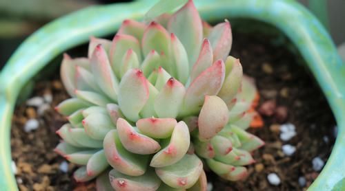 为什么圆滚滚的多肉养着养着就变细长？原因有3个