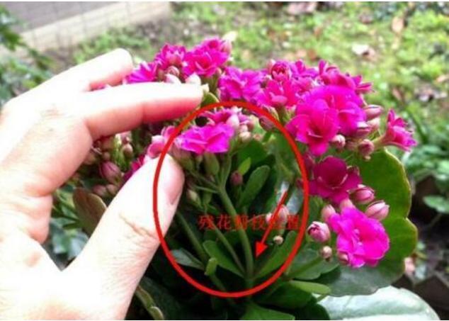 她家的长寿花，满头花苞，一茬接一茬，原来是浇了“这种水”！