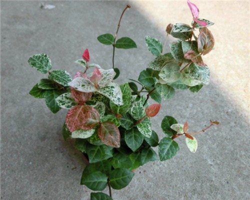 植物|盆栽络石如何养教你3个养护络石的妙招,花开清雅芬香四溢