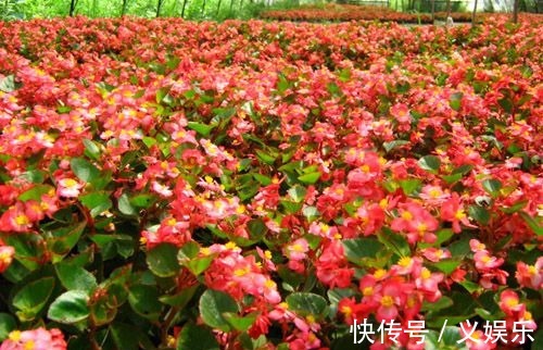 小窍门|四季海棠养护小窍门,这些细节一定要记住,全年开花,花开爆盆