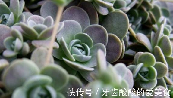 唯美易爆盆,多肉植物子持莲华的养护方法