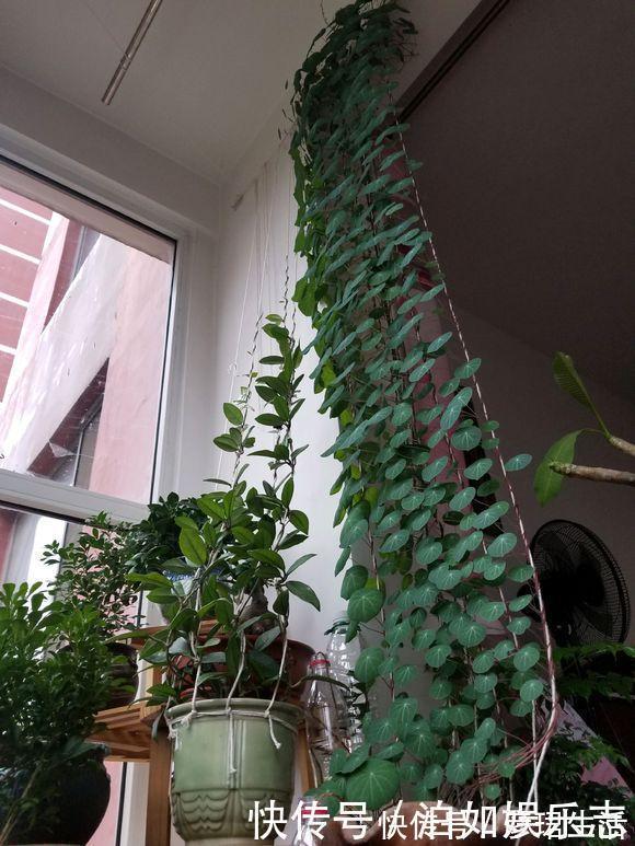 雍容华贵|这些植物“老寿星”，个个能活100岁，泼辣无比，比人还长寿