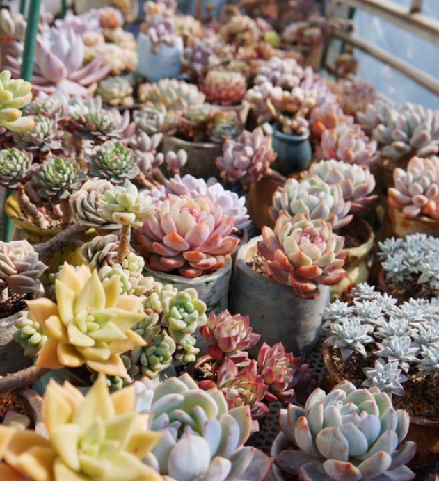 服盆|新买的多肉,旱它10天不浇水,反而长得特别胖!