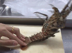 |搞笑趣图:逛完步行街,回到家里的你