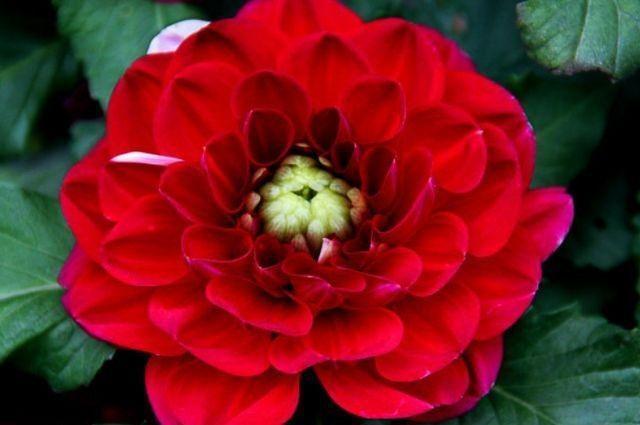 农历10月3日立冬后，养什么花？以下3种花，多福多寿健康幸福