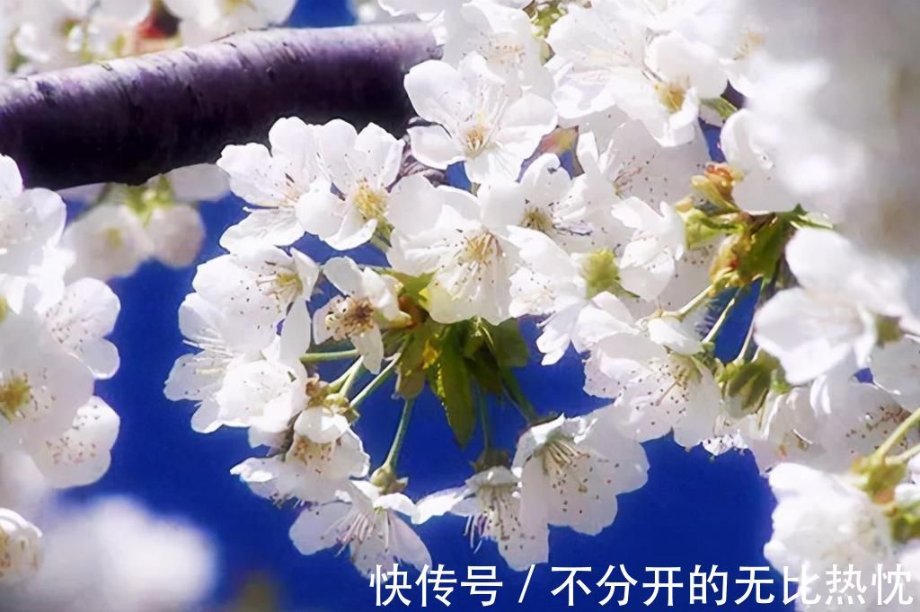 密州|苏轼遭遇双重打击,离开密州时写下《东栏梨花》,写出了人生至理