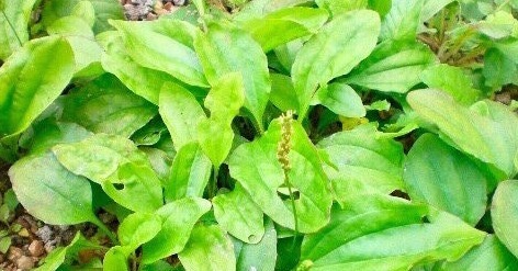 泡水|经常咳嗽，莫慌！用此物泡水喝，止咳祛痰，清脑明目！