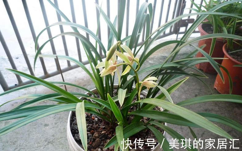 兰花烂根可能是哪些地方出问题?这4处,错一点植株都萎靡