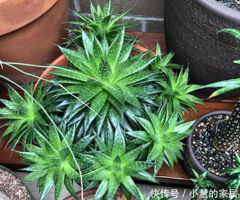 这10种盆栽植物特别适合种在家里，能够舒缓压力、净化空气