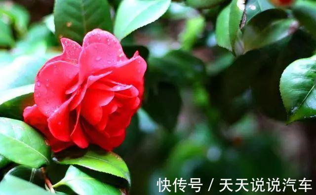 浇水|这三种花冬天不怕冷,越冷开得越好,赶紧回家养一盆