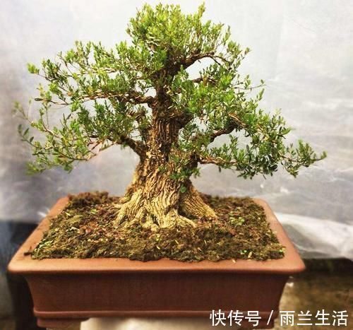 大户人家的院子里，为何喜欢养“黄杨”？2句古话或能解释