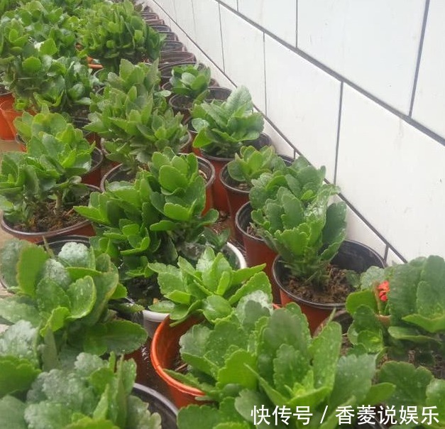 长寿|长寿花不长还黄叶用3法急救,轻松解决,爆成大花球