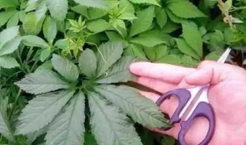 拉拉秧|长在农村的“不老草”,在路边不起眼,殊不知营养价值不输人参!