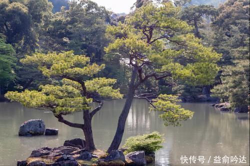 松柏类|刚入手的黑松如何养护?别急着上盆,开始很重要,做好3个措施,生长更旺盛