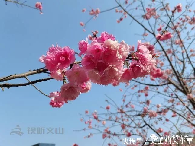 不用去日本!文山这里樱花烂漫!