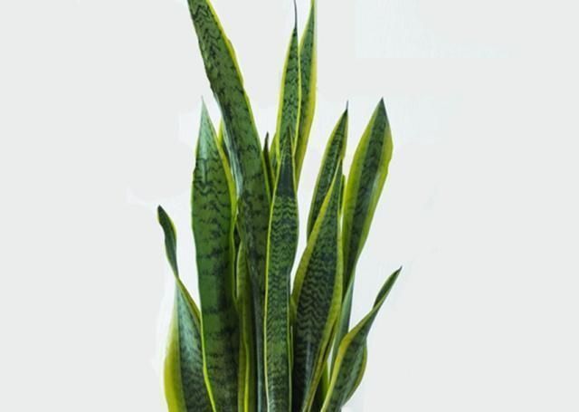 花卉|万能养花之宝,盆里放一点,不黄叶、不烂根、不生虫还不用肥